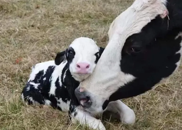 Le Nid D'orient * Cherbourg-en-Cotentin
